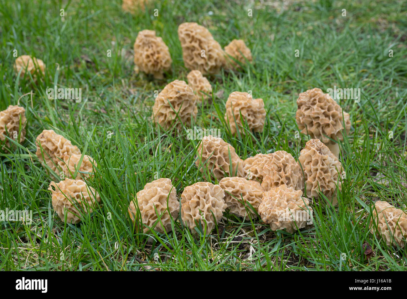 Speisemorchel Speise-Morchel Rundmorchel,,, Rund-Morchel Speisemorcheln, Morchel Morcheln,,, Morchella esculenta, Morellus esculentus, commun Morel, m Banque D'Images