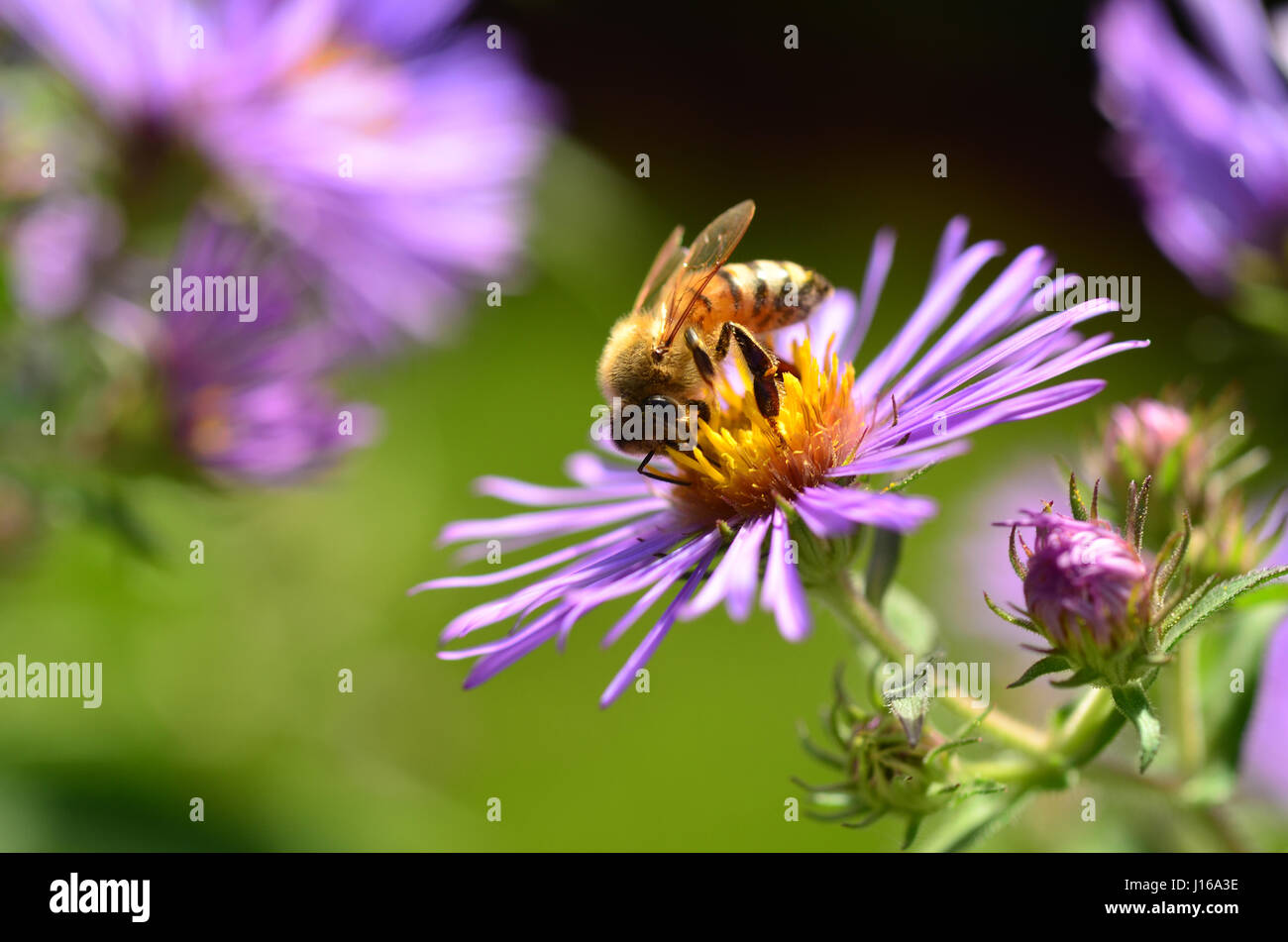 La collecte d'abeilles nectar. Banque D'Images