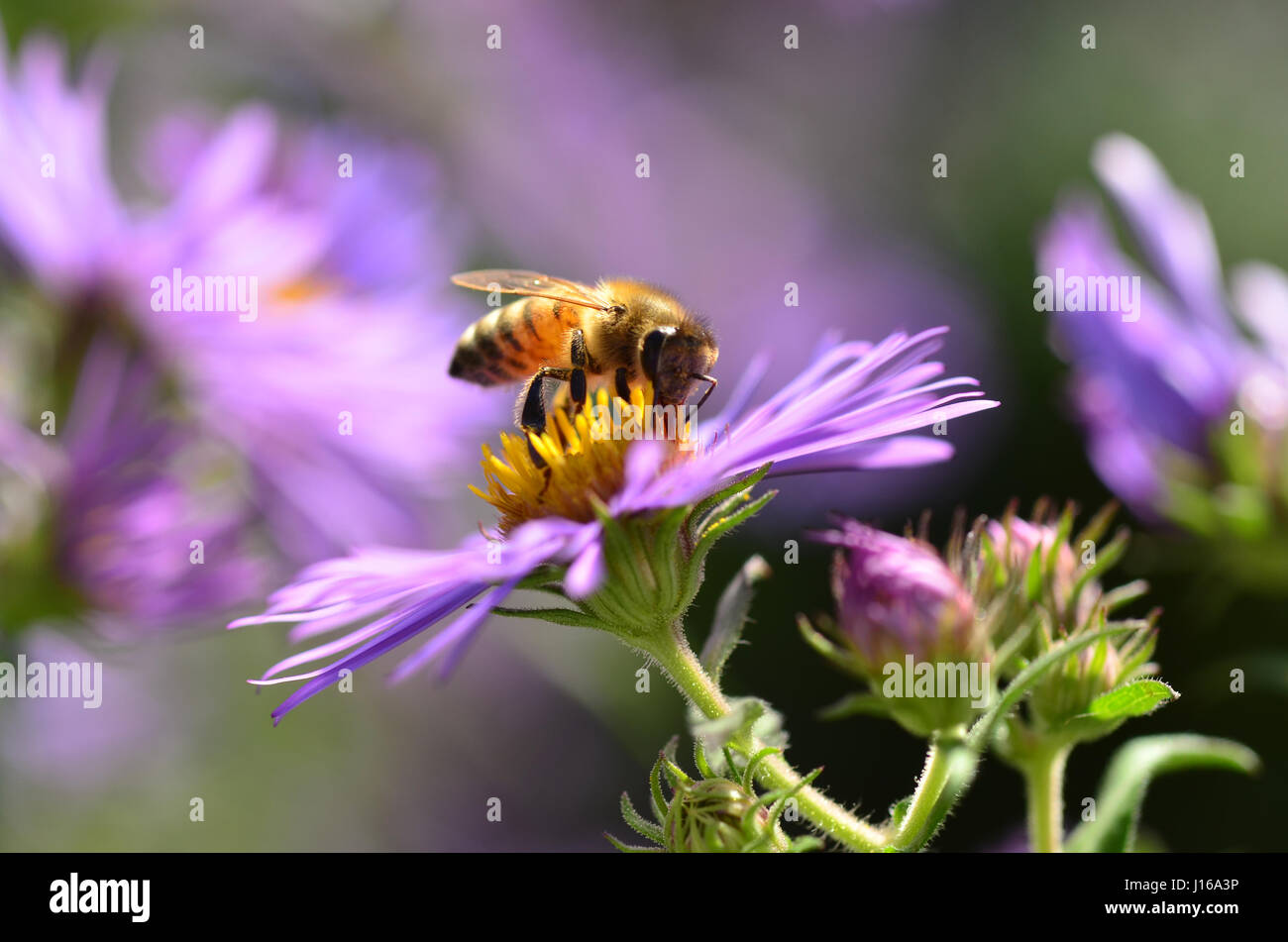 La collecte d'abeilles nectar. Banque D'Images