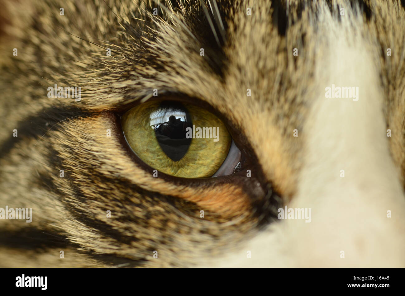 Cat's eye, Close up. Banque D'Images