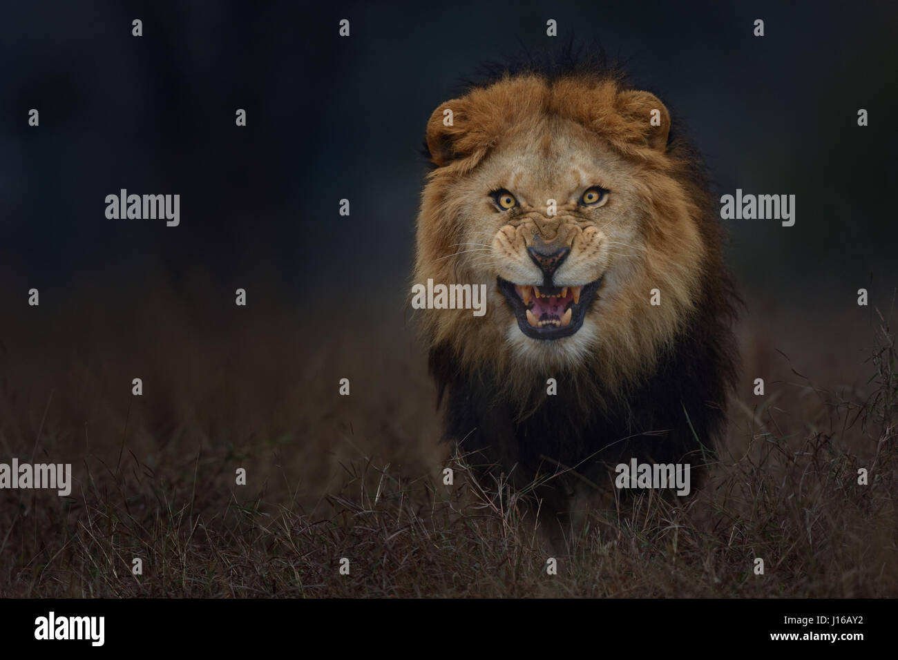 LAHORE, PAKISTAN : Le parc safari de grogner dans la nuit ce lion king était à seulement quelques secondes de sauter sur l'heureux photographe qui a pris cette photo incroyable. À une distance de seulement dix pieds Atif Saeed (38) de Lahore a pris l'up-close le du lion de la porte ouverte de sa voiture et a réussi à sauter en arrière à l'intérieur juste un moment avant que le lion a été en mesure de l'attraper. Banque D'Images