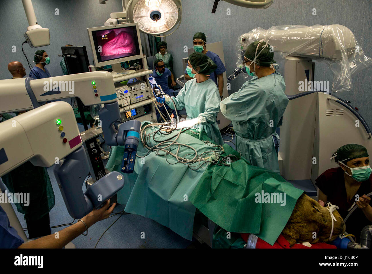 Un robot est devenu le premier à toute intervention chirurgicale sur un lion. Quand 8 ans Leonardo lion est allé sous le couteau pour enlever une tumeur surrénalienne, il était difficile d'imaginer qu'il pourrait autour comme normal en seulement trois heures. L'équipe médicale, dirigée par le chef de l'unité coopérative d'anesthésie à l'Hôpital Vétérinaire de Lodi, Giuliano Ravasio, utilisé une Telelap ALF-X robot effectuer la chirurgie d'avant-garde. Banque D'Images