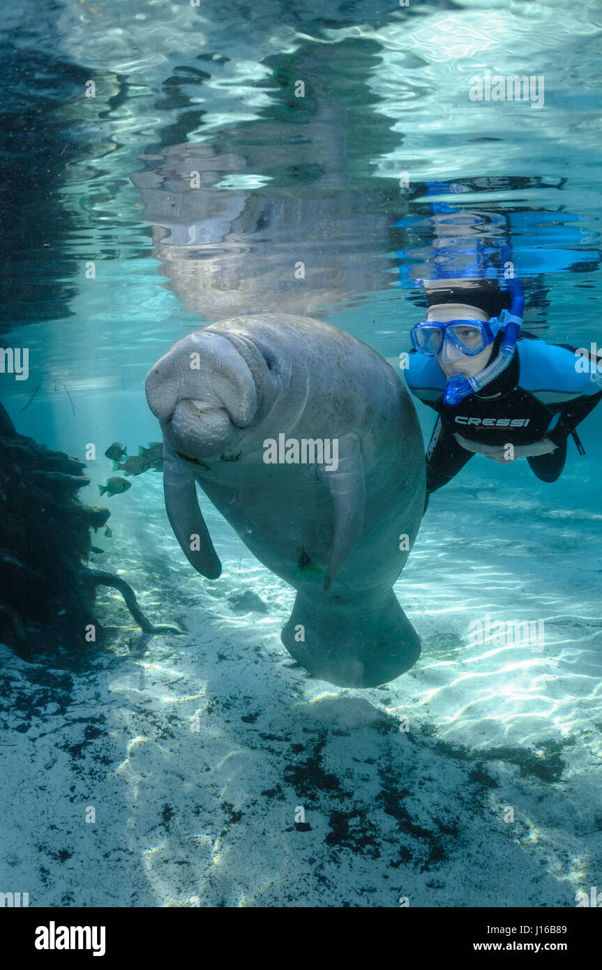 CRYSTAL RIVER, Floride : Une visiteuse observe un lamantin de près. WILD demi-tonne, les lamantins sont tellement en amour avec leurs amis qu'ils ne peuvent pas résister à le toucher, s'embrasser et se faisant passer pour des autoportraits avec eux. Un lamantin "particulier" de l'aimant est Theo Grant qui attire les curieux mammifères marins - surnommé vaches marines - en prétendant être les lamantins. Cela signifie flottant dans l'eau et lentement tout comme l'un des doux géants. Theo est si bien réussi à ce que plusieurs de la dame les lamantins sont en amour avec lui, selon sa femme, photographe américain Carol Grant (57), qui a pris les photos de th Banque D'Images