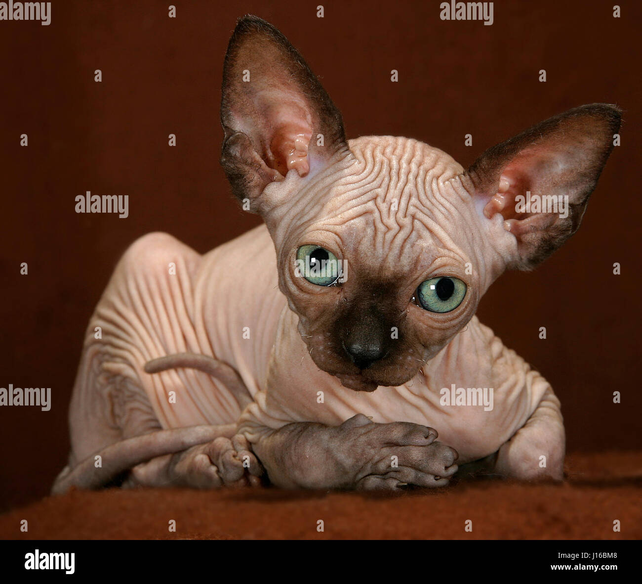 PLYMOUTH, UK : Sphinx chats ressemblent à des Gremlins dans ce photoshoot avec une différence. Cette famille de chamailleries moggies ressembler à un paquet de démons comme mère tente de discipliner ses vilains petits. Cleo mère s'est trouvée avoir à protéger sa fille laid-back de Pinky Le malicieux après qu'il était de s'en prendre à sa sœur. Comme ces images montrent la brève lutte ressemble infernal. Mais que d'autres photos prouver, les devilish-à les chats peuvent se transformer en parfait petit anges en un clin d'oeil. La race spéciale, appelée Sphinx chats regarder entièrement velues et ont oreilles géantes pour les faire ressembler à couper Banque D'Images