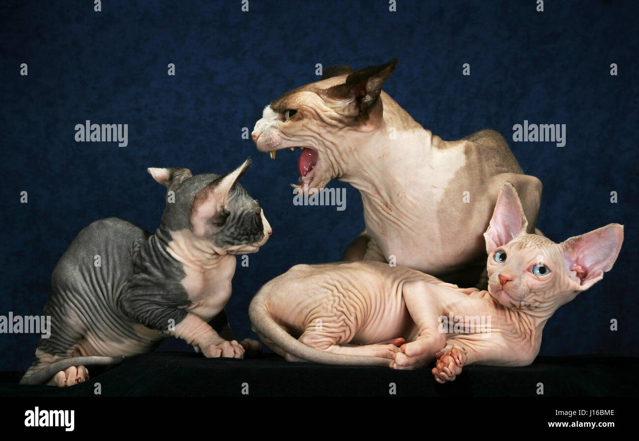 Plymouth Uk Sphinx Chats Ressemblent A Des Gremlins Dans Ce Photoshoot Avec Une Difference Cette Famille De Chamailleries Moggies Ressembler A Un Paquet De Demons Comme Mere Tente De Discipliner Ses