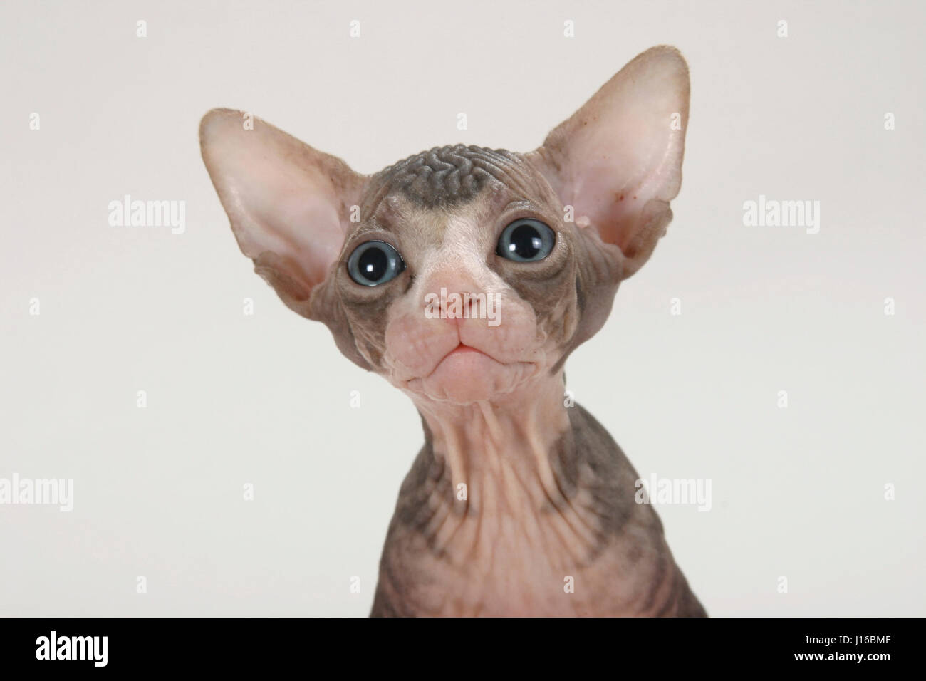 PLYMOUTH, UK : Sphinx chats ressemblent à des Gremlins dans ce photoshoot avec une différence. Cette famille de chamailleries moggies ressembler à un paquet de démons comme mère tente de discipliner ses vilains petits. Cleo mère s'est trouvée avoir à protéger sa fille laid-back de Pinky Le malicieux après qu'il était de s'en prendre à sa sœur. Comme ces images montrent la brève lutte ressemble infernal. Mais que d'autres photos prouver, les devilish-à les chats peuvent se transformer en parfait petit anges en un clin d'oeil. La race spéciale, appelée Sphinx chats regarder entièrement velues et ont oreilles géantes pour les faire ressembler à couper Banque D'Images