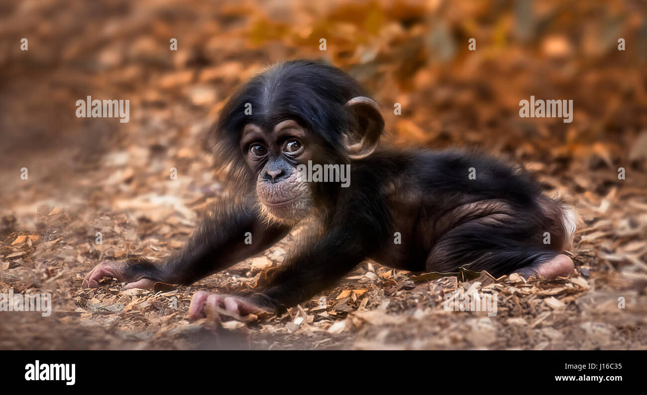 Le Parc Loro Tenerife Un Bebe Chimpanze S Etend Comme Dans Un Yoga Poser Fusion De Coeur Coups De Primates Bebe Pourrait Etre La Plus Mignonne Que Vous Verrez Cette Annee D Une Rare