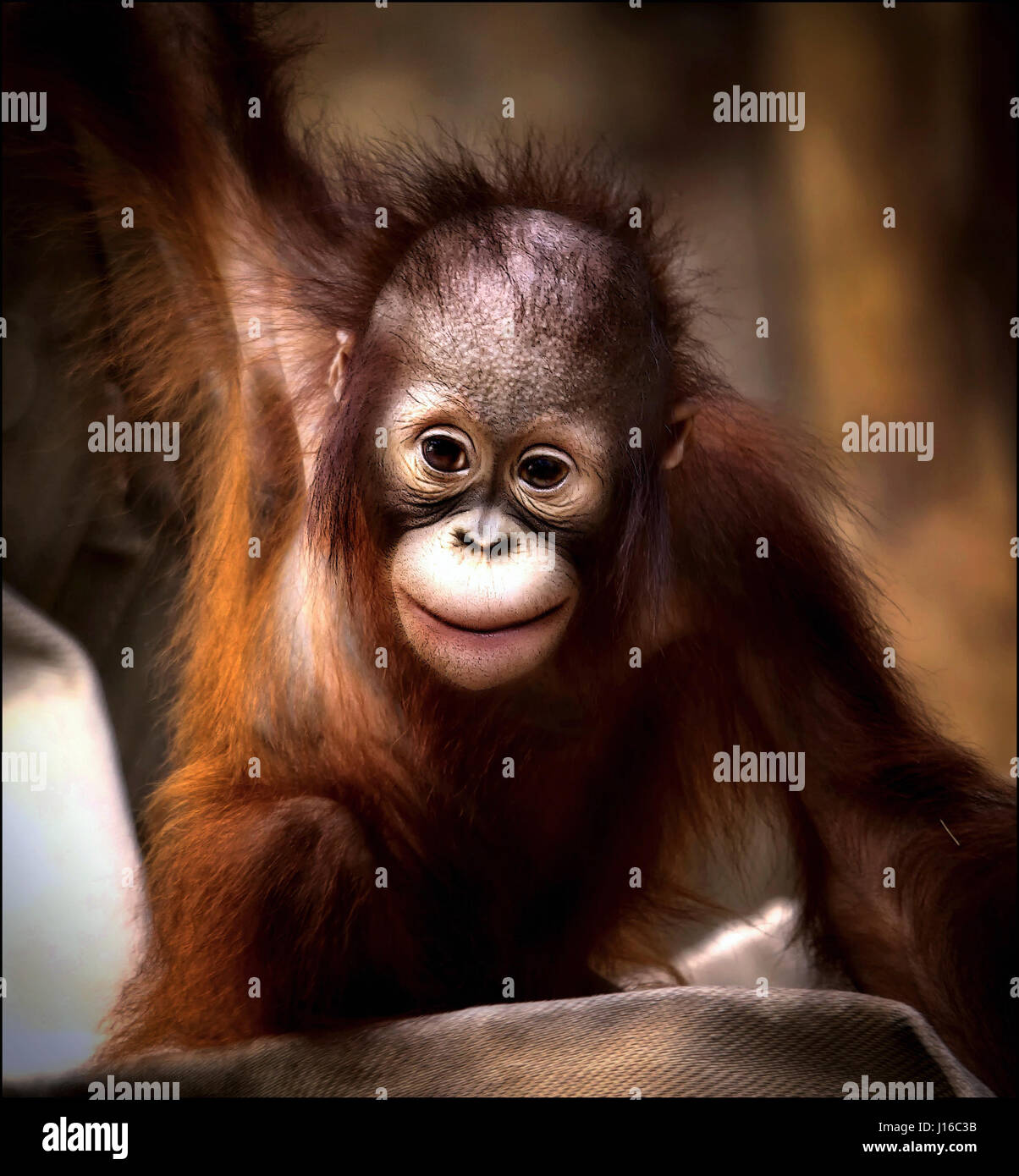 ZOO de Krefeld, Allemagne : Un bébé orang-outan sourit à la caméra. Fusion de coeur Coups de primates bébé pourrait être la plus mignonne que vous verrez cette année. D'une rare et adorable infirmière bonobo chauve sur sa mère pour un bébé gorille poilu juste heureux de jouer dans un tas de paille ces pinte moyennes singes seront un jour de puissantes créatures - mais pour le moment ils sont petits paquets de joie. Autres photos : un bébé orang-outan juste heureux d'être vivant, cute bonobos et un jeune chimpanzé s'étendant comme si dans une pose de yoga. Nouveau-né-photographe obsédé et soigneur Sonja Probst (46) de la Bavière ont un ronronnement 3 600 km Banque D'Images