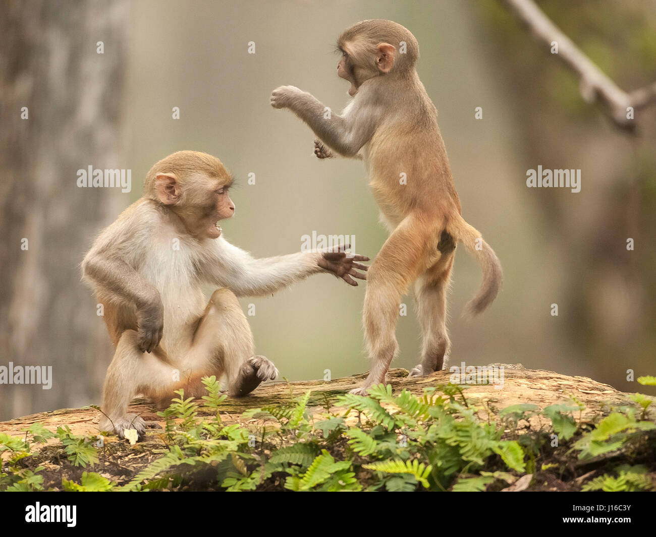 Forêt nationale d'Ocala, Floride : UN MACAQUE lutte a commencé comme un  combat de Kung Fu avant un cheeky monkey a décidé de baisser le ton en  saisissant son adversaire par l'entrejambe.