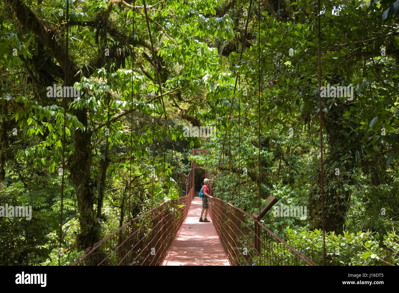 Randonneur debout sur pont suspendu au Costa Rica est de préserver la forêt nuageuse de Monteverde Banque D'Images