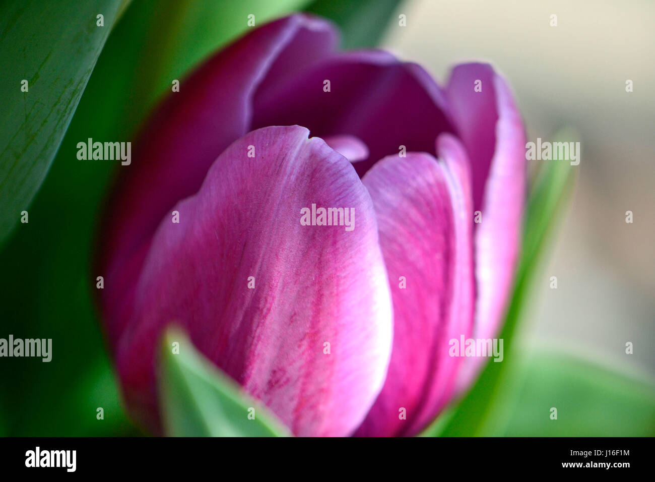 Tulipe rose fleur isolée dans un soleil du matin à l'ombre dense, avec des  feuilles et des tons neutres in soft focus à l'arrière-plan Photo Stock -  Alamy