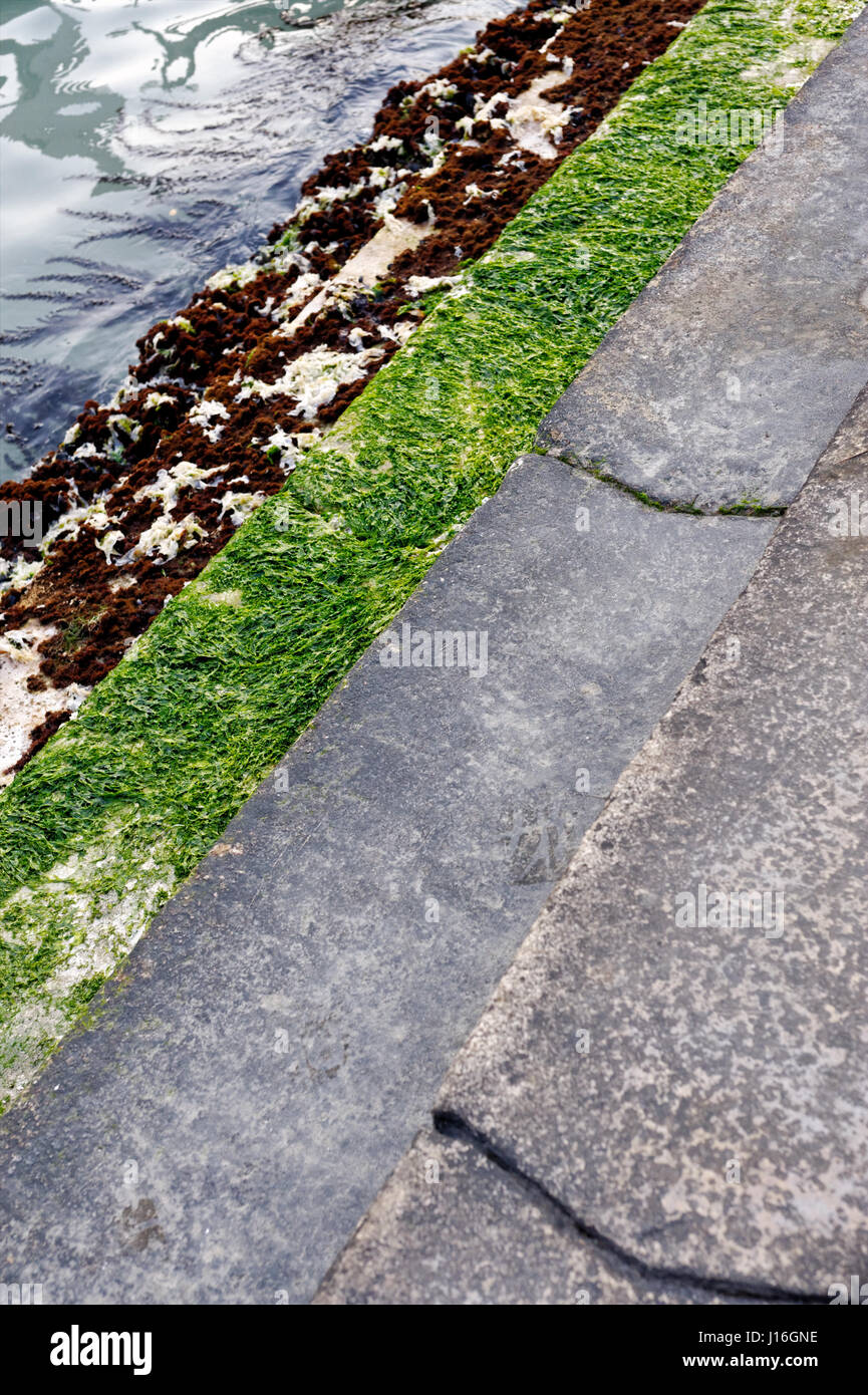 Milieux et de textures : ancien escalier en pierre de remblai vénitien, l'eau et les algues Banque D'Images