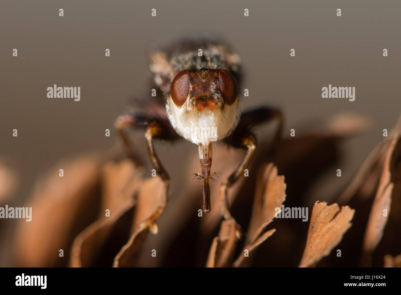 Testacea Myopa conopid fly head avec proboscis prolongé. Fly à tête épaisse avec de long genticulate proboscis et large white frons, Conopidae en famille Banque D'Images