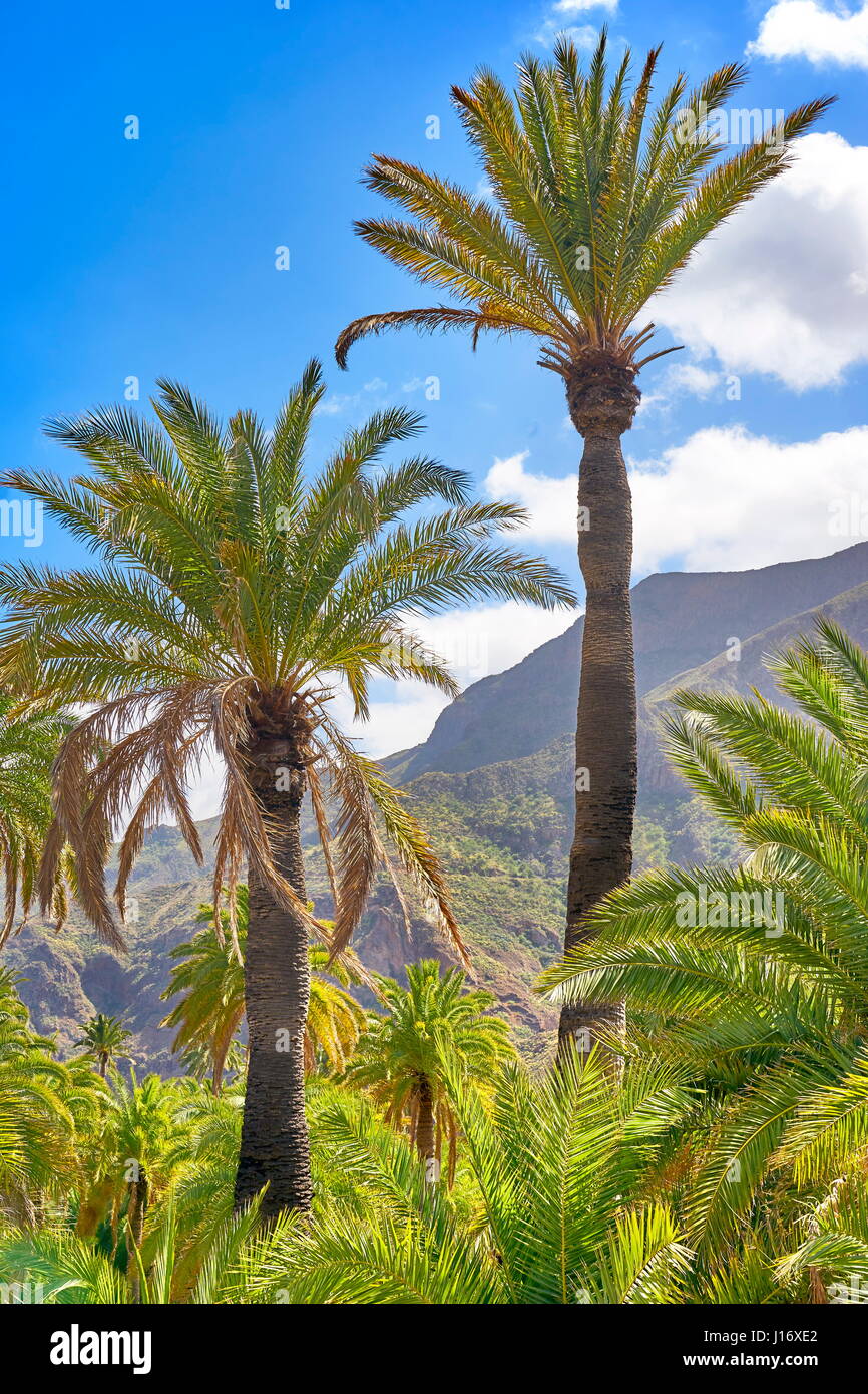 Paysage avec palmier des Canaries, Gran Canaria, Espagne Banque D'Images