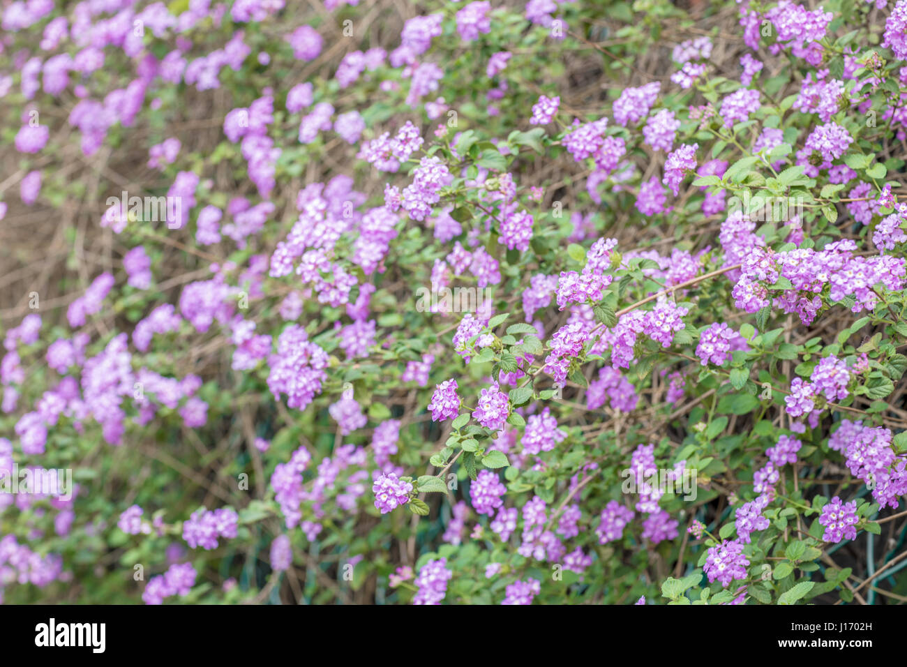 Domaine des petites fleurs violettes au printemps Photo Stock - Alamy