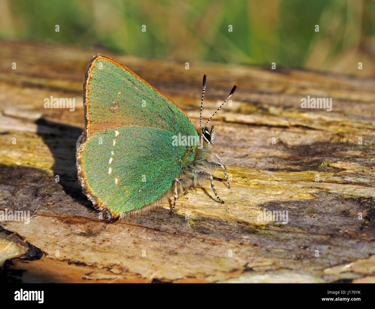Un seul petit papillon vert Hairstreak (Callophrys rubi) sorti et environ le 2 avril 2017 à la réserve naturelle de Foulshaw Moss en Cumbria Angleterre Banque D'Images