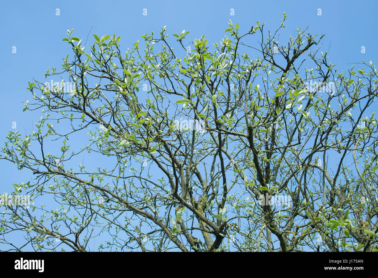 Premières feuilles poussant sur cydonia oblonga arbre fruitier après traitement d'élagage pour lutter contre la maladie dans l'année précédente Banque D'Images