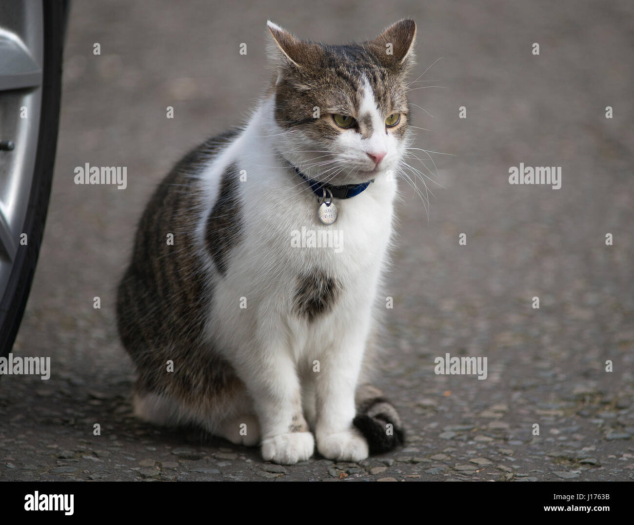 Downing Street, London, UK. 18 avr, 2017. Les ministres arrivent pour la première réunion du cabinet mardi matin après Pâques avant PM Theresa Mai annonce des élections anticipées pour le 8 juin 2017. Photo : Larry le 10 Downing Street Downing Street se trouve dans cat. Credit : Malcolm Park/Alamy Live News. Banque D'Images