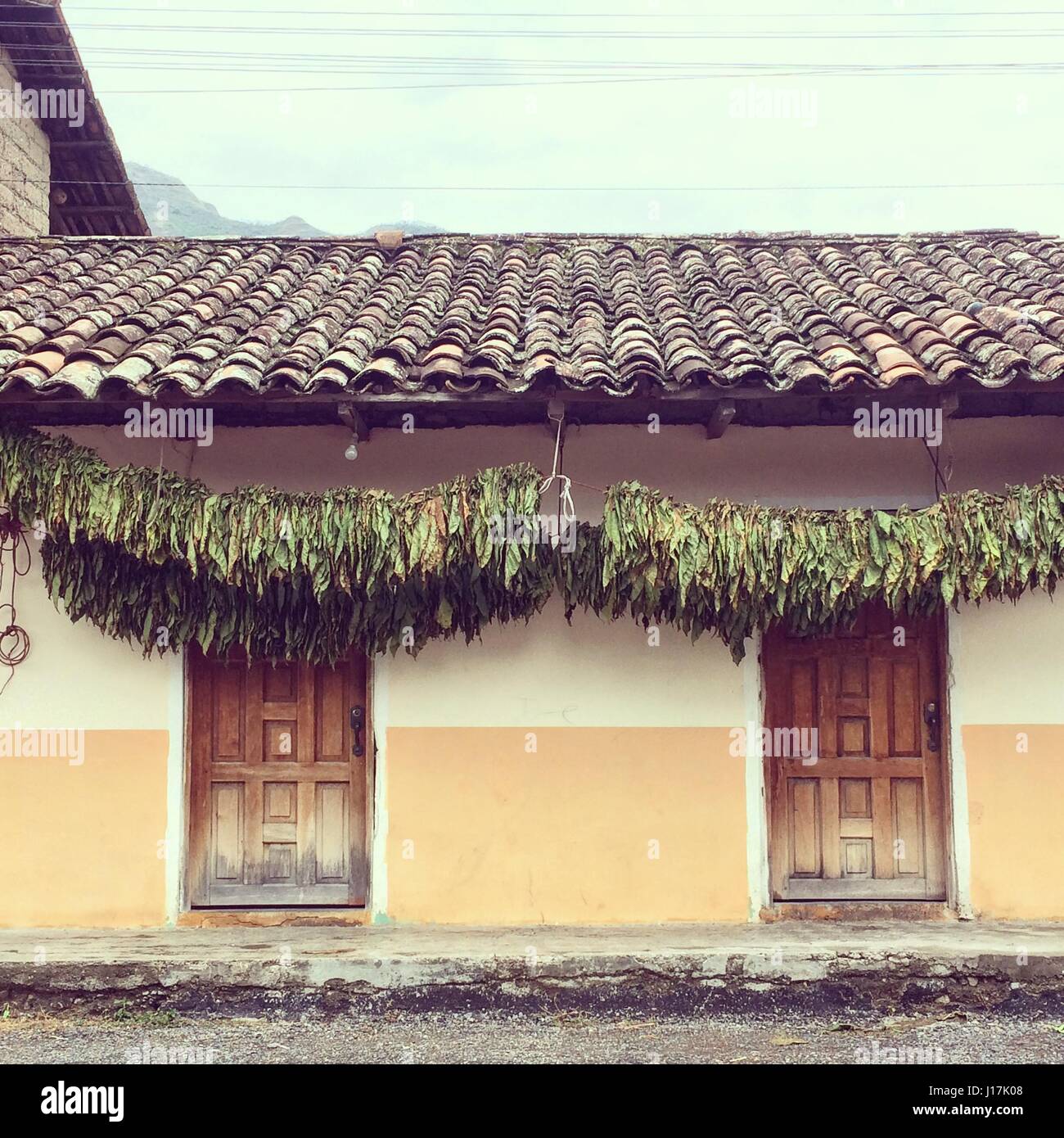 Le séchage des feuilles de tabac sur une ligne à l'extérieur de maison rurale traditionnelle en Équateur Banque D'Images