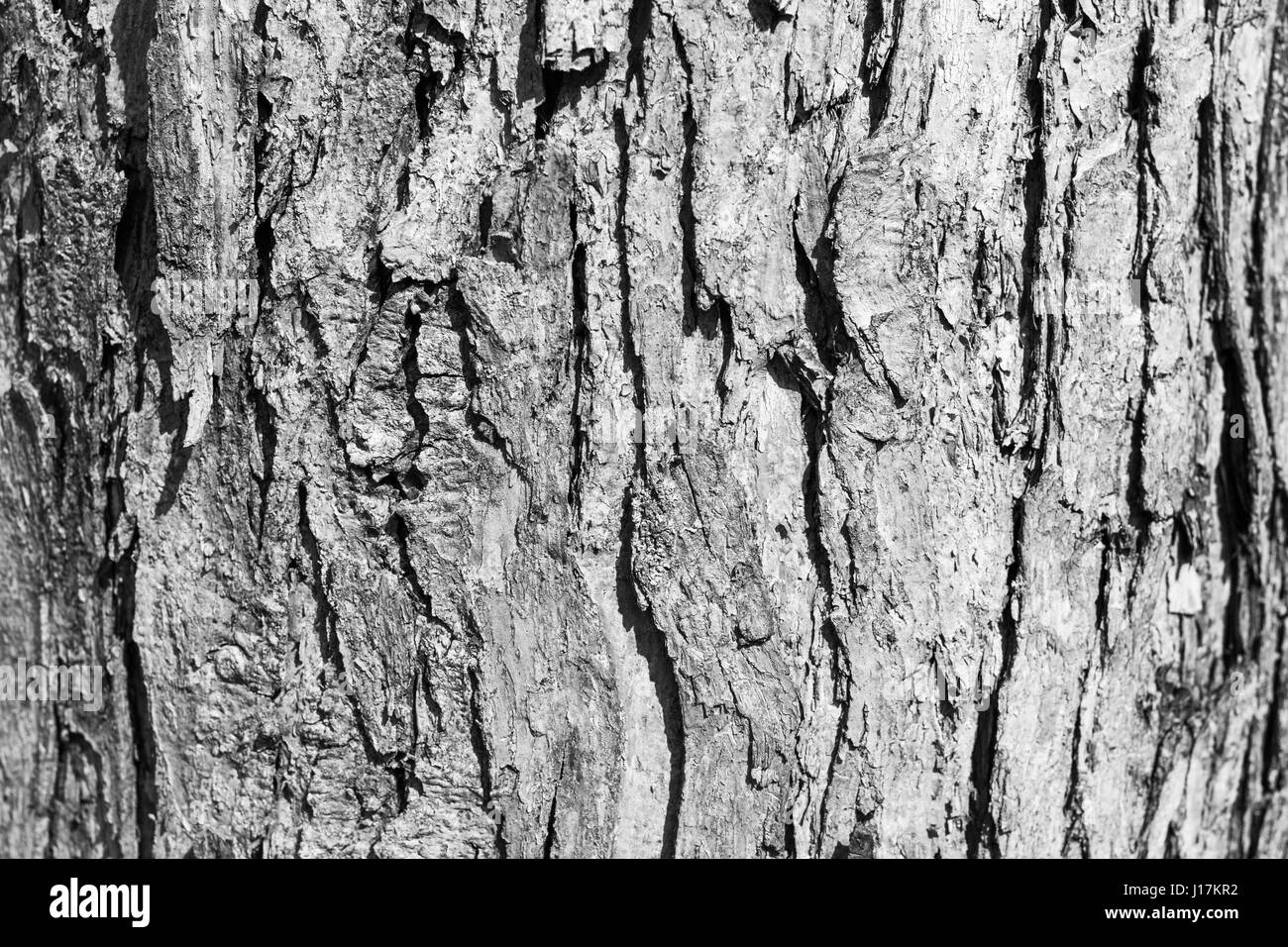 Vieux bois texture background. Bon comme papier peint Banque D'Images