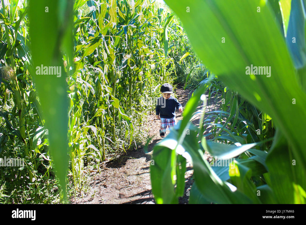 Bébé garçon qui traverse un labyrinthe de maïs Banque D'Images