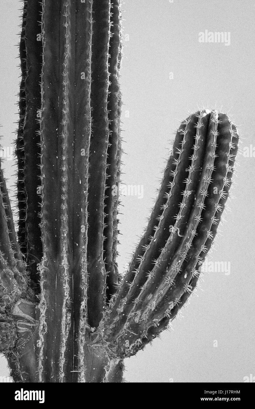 Paysage. Noir et blanc. Un saguaro cactus montrant sa texture côtelée avec bras tendus en contraste avec le ciel du sud-ouest. Banque D'Images