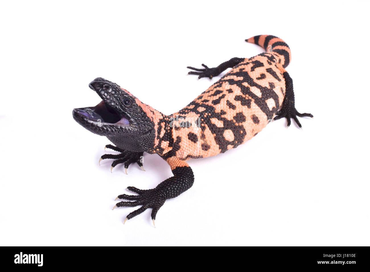 Gila monster, bagués Heloderma suspectum cinctum Banque D'Images