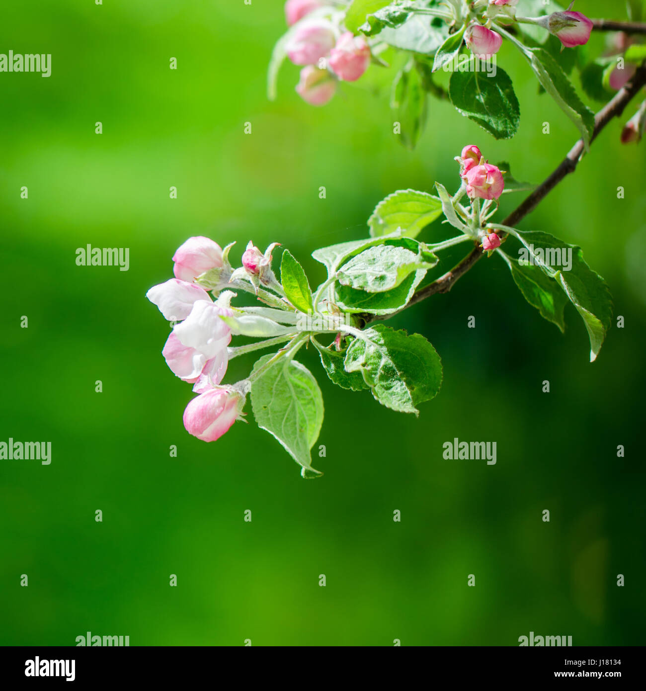 Une succursale de pommiers en fleurs au printemps, fond vert Banque D'Images