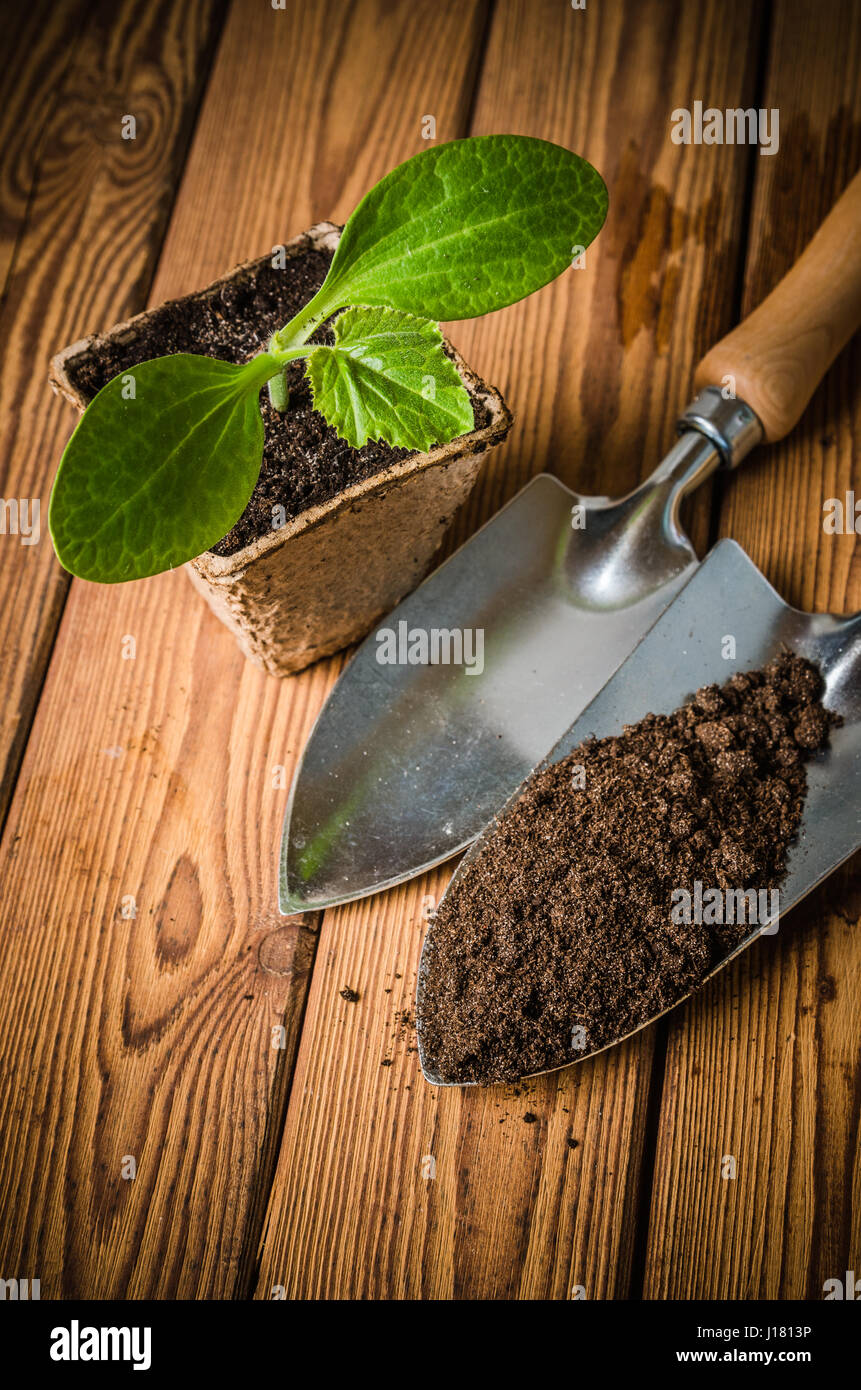 Des semis de courgettes et les outils de jardin, close-up Banque D'Images