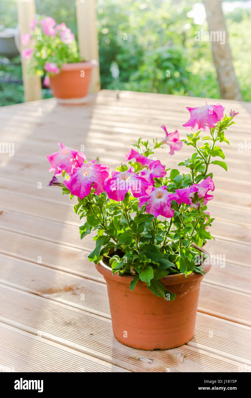 Pétunia rose Floraison dans le jardin sur la terrasse Banque D'Images