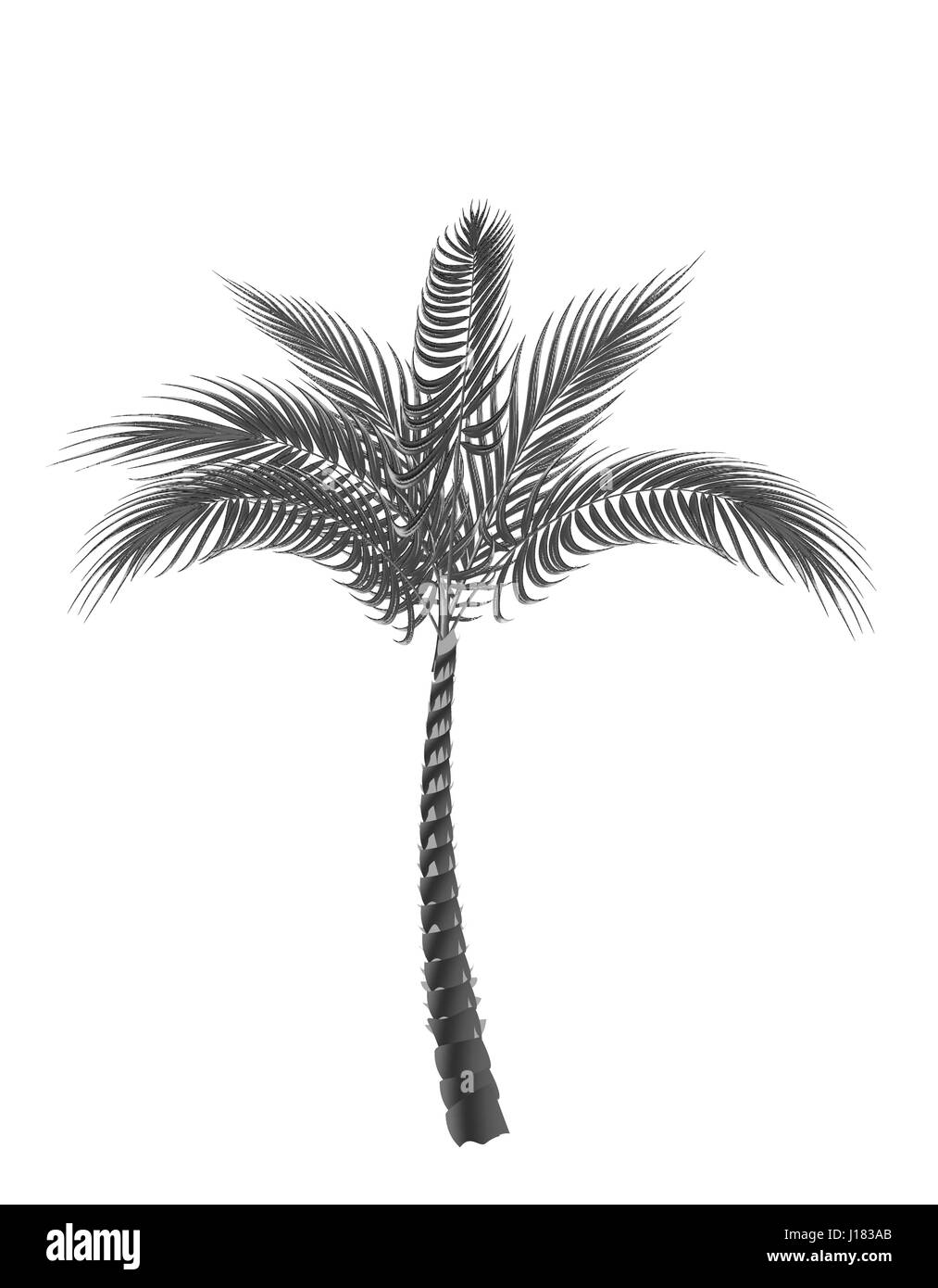 Palmier Tropical. Le noir et blanc isolé sur fond blanc. Illustration de Vecteur
