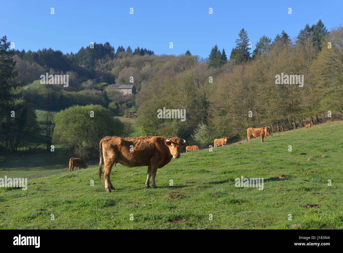 Vaches Limousin, Malbouche, département de la Creuse, Nouvelle-Aquitaine, France Banque D'Images