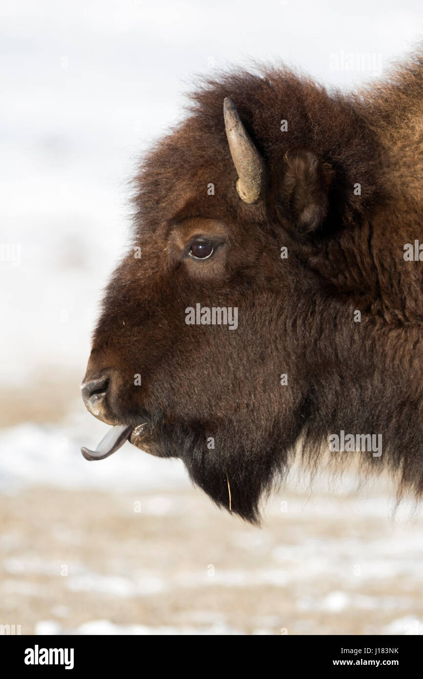Bison d'Amérique / Amerikanischer ( Bison bison bison ) en hiver, léchant sa langue bleue, très gros plan, le Parc National de Yellowstone, Wyoming, USA. Banque D'Images