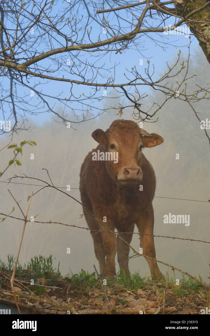 Vache limousine, Creuse, Nouvelle-Aquitaine, France Banque D'Images