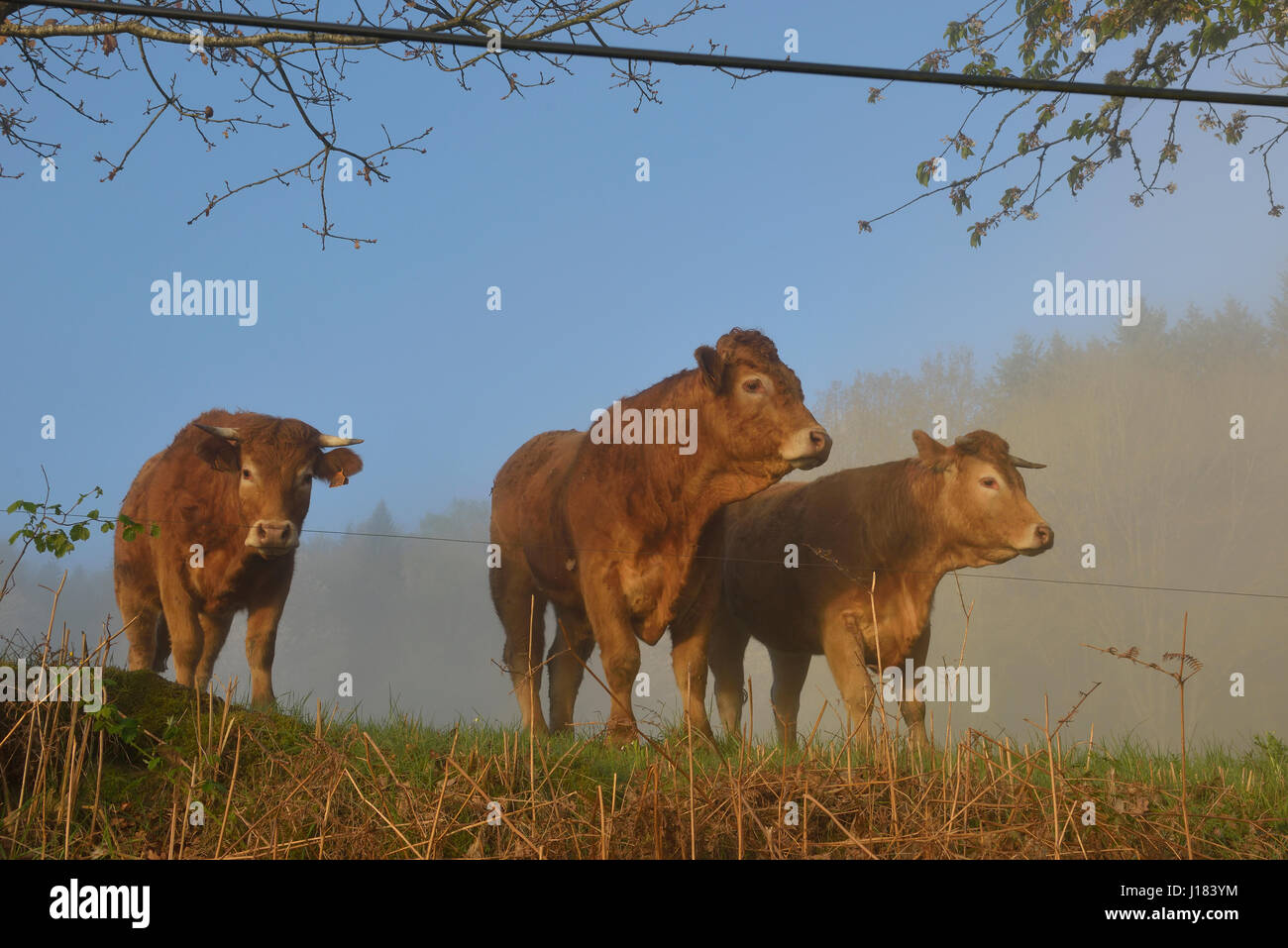 Les vaches du Limousin, Creuse, Nouvelle-Aquitaine, France Banque D'Images