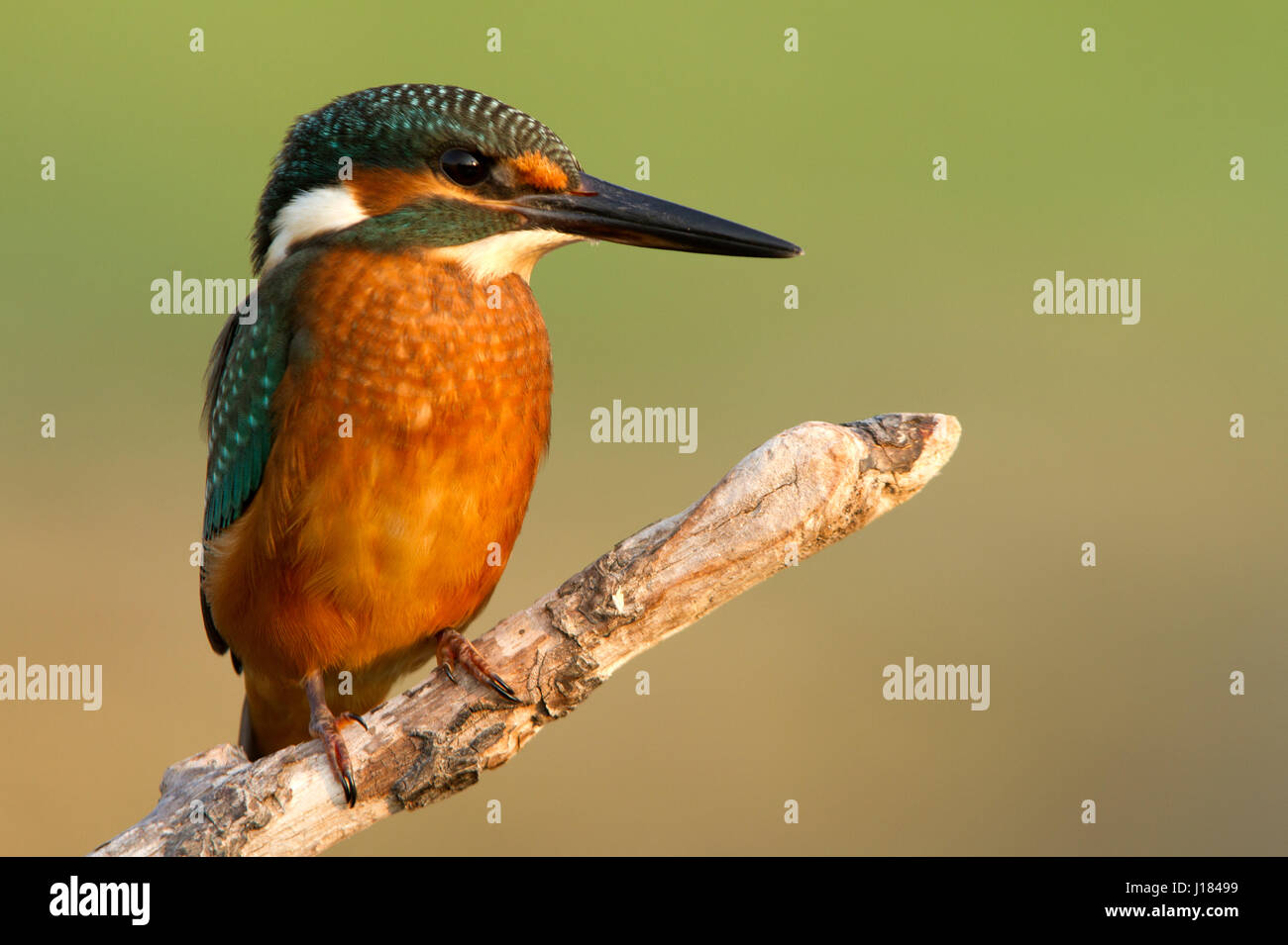 Alcedo atthis Banque D'Images