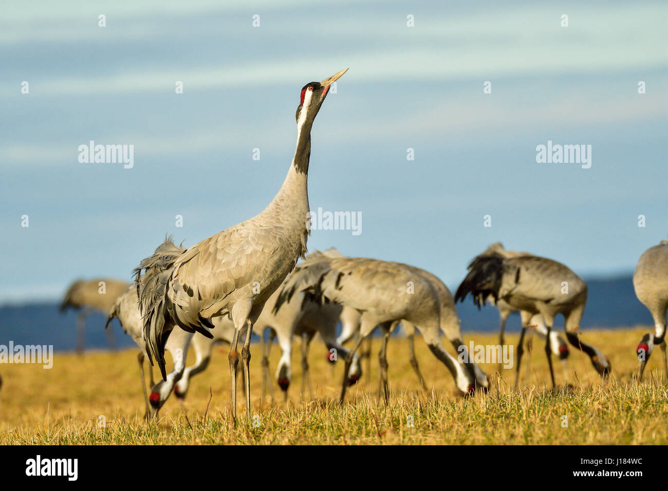 Eurasienne grue Banque D'Images