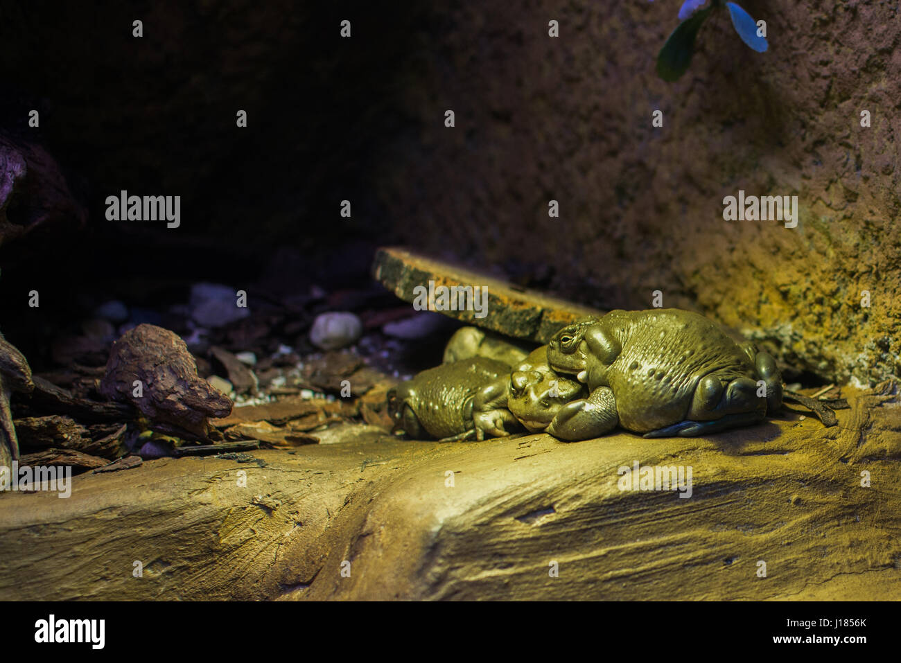 Close up sur le Colorado River Taot frog Banque D'Images
