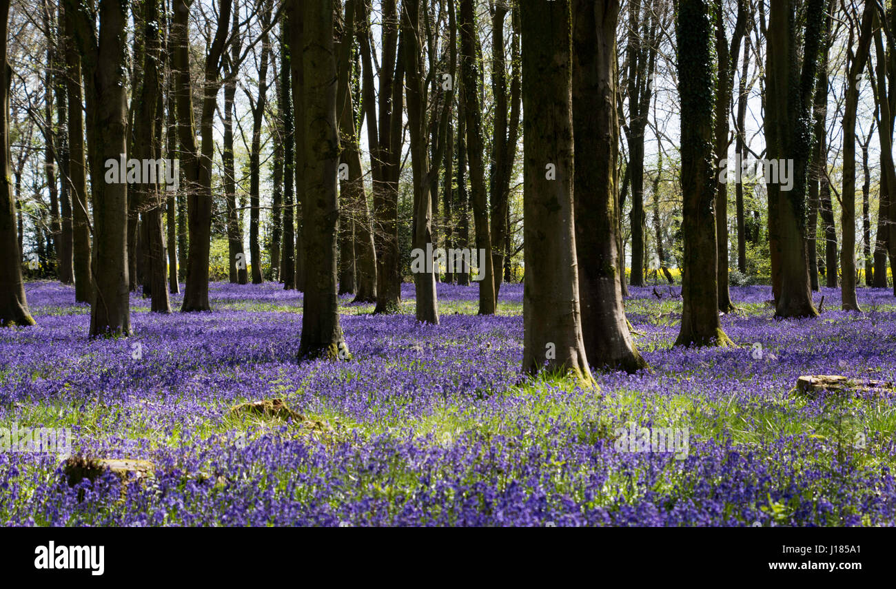 Bois Bluebell Banque D'Images