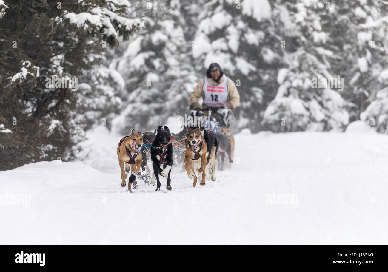 Musher Marvin Kokrine concurrentes dans le Rendezvous de la fourrure de chien de traîneau World Championships à Goose Lake Park dans le sud de l'Alaska. Banque D'Images