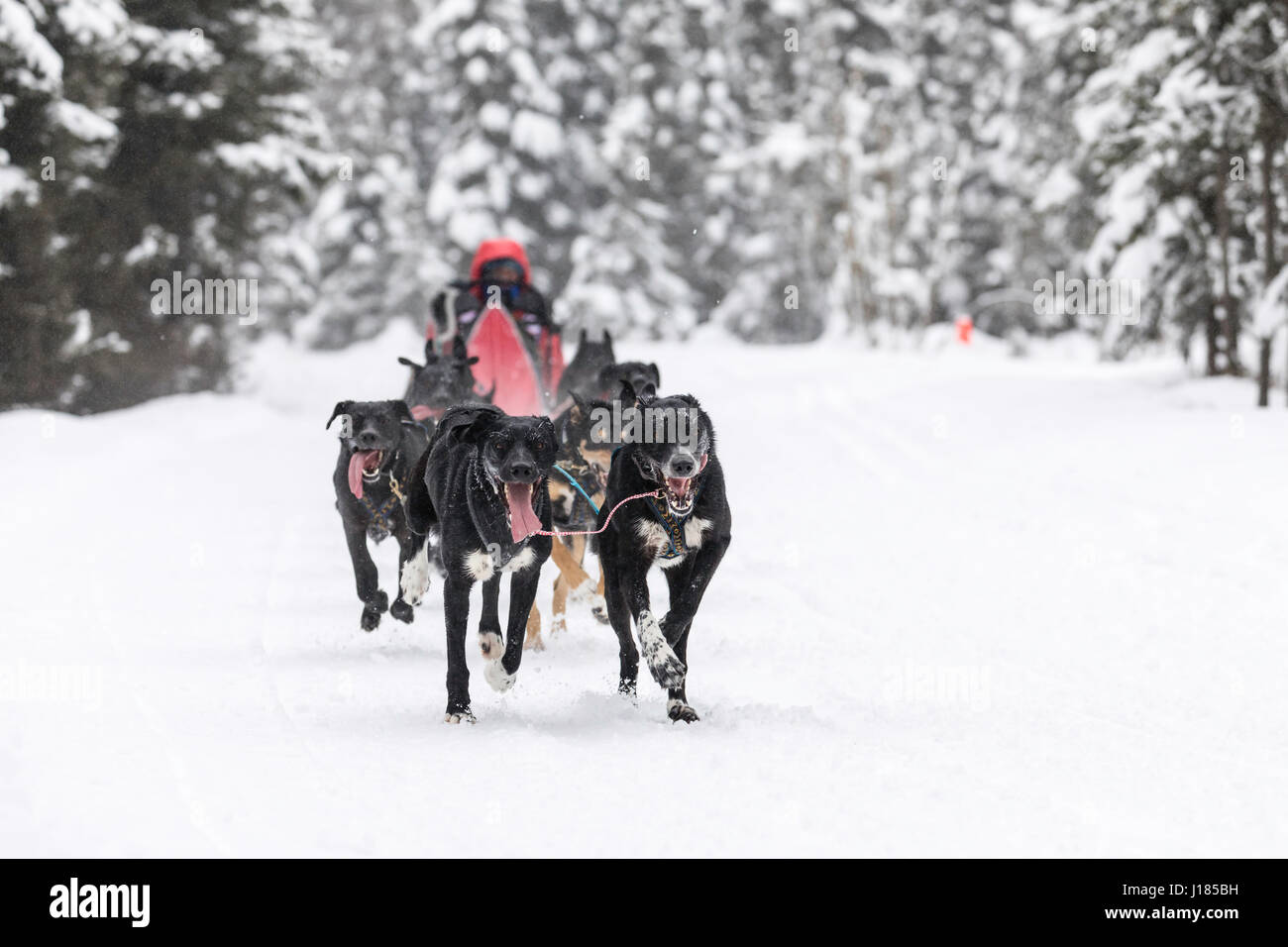 Musher Emilie Entrikin concurrentes dans le Rendezvous de la fourrure de chien de traîneau World Championships à Goose Lake à Anchorage dans le sud de l'Alaska. Banque D'Images