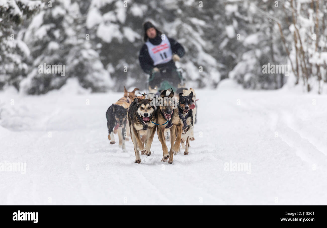 Musher Anthony Beck en compétition dans le monde de la fourrure de chien de traîneau de rendez-vous des Championnats à Goose Lake à Anchorage dans le sud de l'Alaska. Banque D'Images