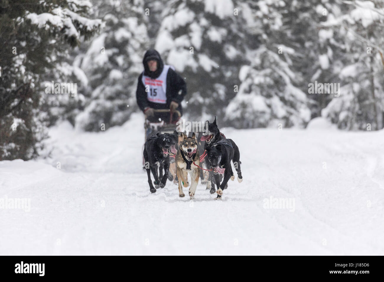 Musher Bill Kornmuller concurrentes dans le Rendezvous de la fourrure de chien de traîneau World Championships à Goose Lake à Anchorage dans le sud de l'Alaska. Banque D'Images