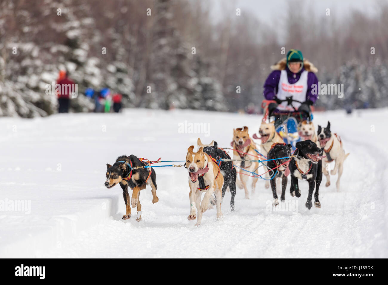 Musher Roxy Wright concurrentes dans le Rendezvous de la fourrure de chien de traîneau au Championnats du monde Campbell Airstrip à Anchorage dans le sud de l'Alaska. Banque D'Images
