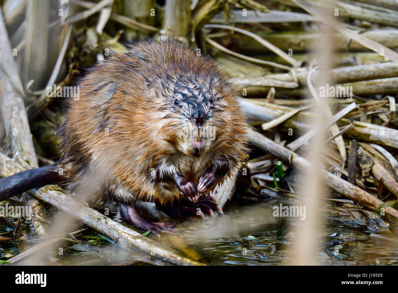 Muskrat portrait Banque de photographies et d’images à haute résolution ...