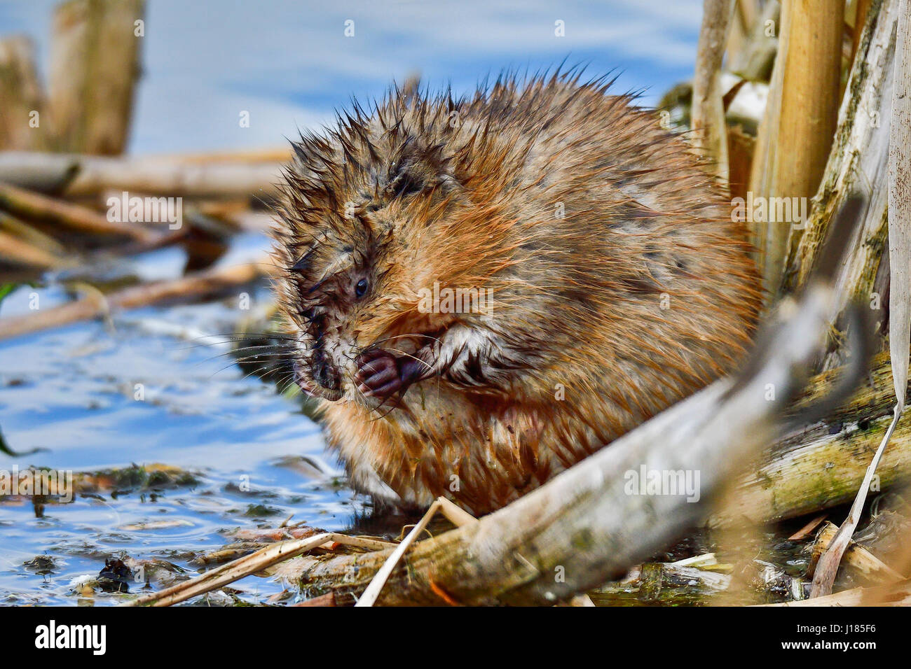 Muskrat portrait Banque de photographies et d’images à haute résolution ...