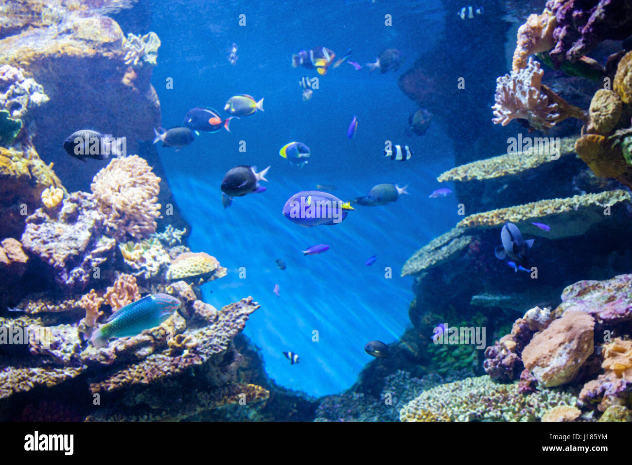 Monde sous-marin, les coraux et les beaux poissons. Banque D'Images