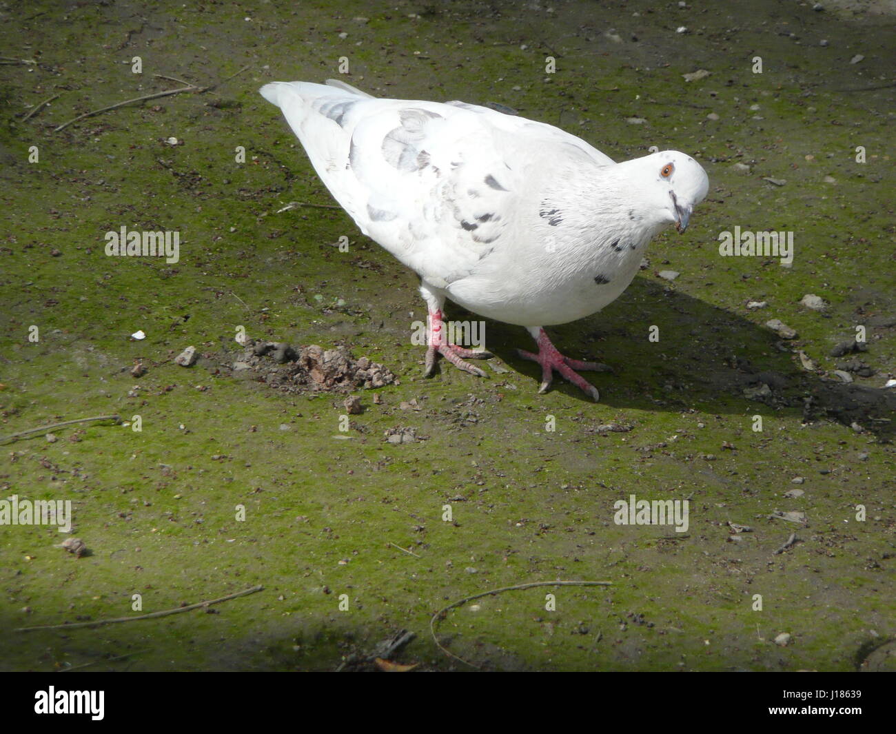 Colombe blanche a l'air d'un mauvais oeil. Portrait d'un pigeon dans le parc. Banque D'Images