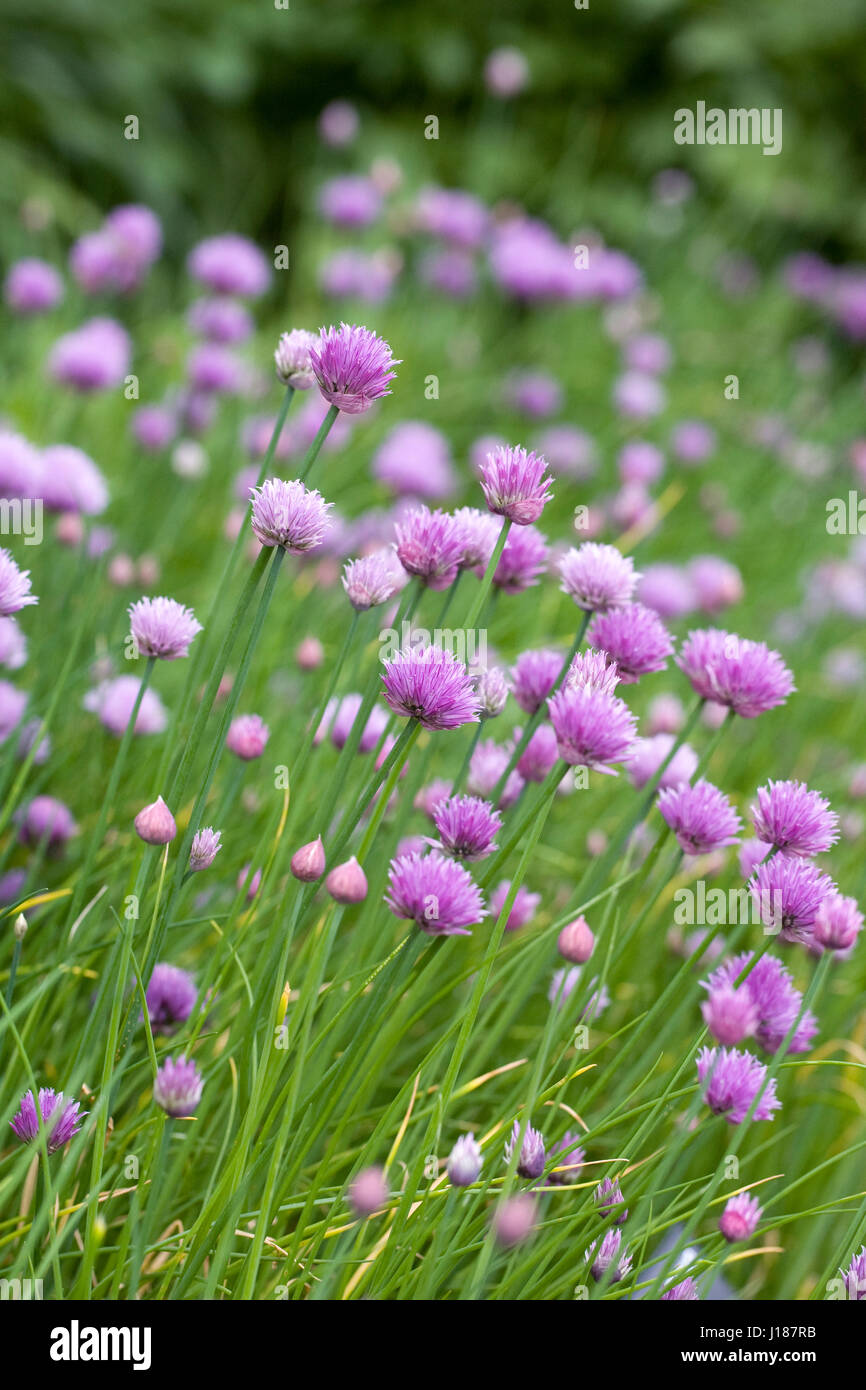 Allium schoenoprasum. La floraison de la ciboulette. Banque D'Images