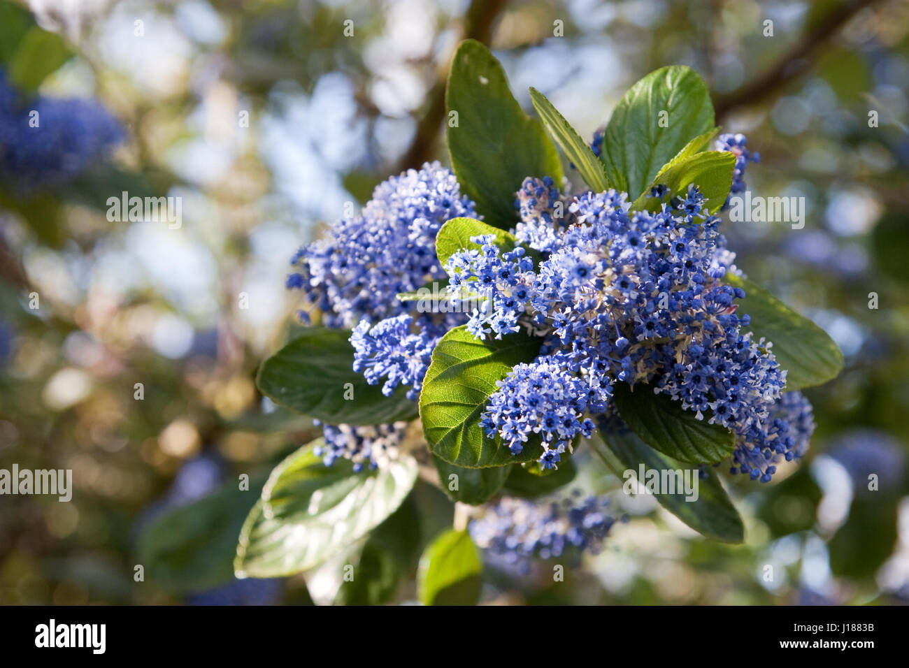 Ceanothus arboreus Trewithen Blue ou californien en fleurs lilas Banque D'Images